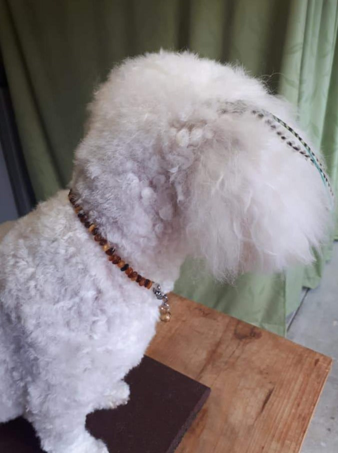 Bear on sale flea collar