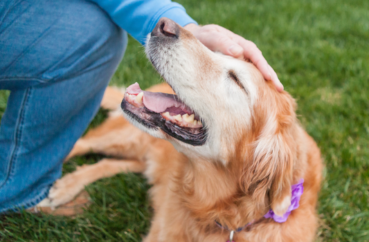 Immune Support for Senior Dogs – What You Need to Know