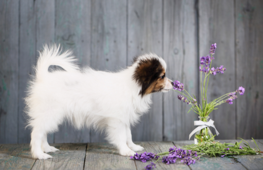 Is Lavender Oil Safe for Dogs?