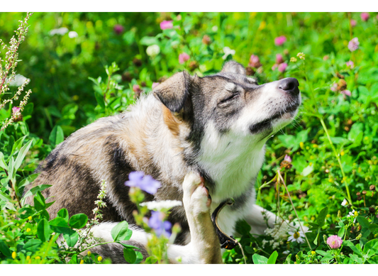 Seasonal Allergies in Dogs: Tips for Natural Management