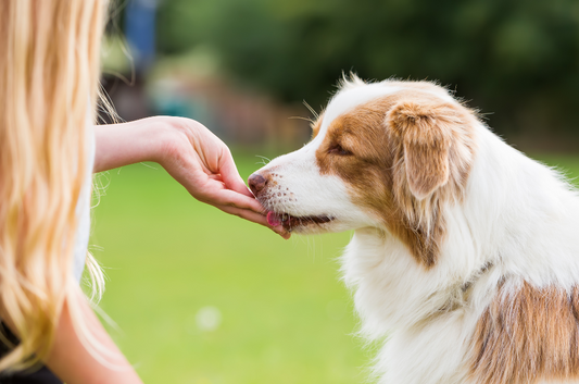 It’s All in the Hemp: Why Hemp Dog Treats Are a Great Addition for Your Pup's Diet?